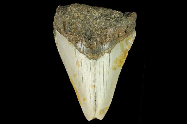 Bargain, Fossil Megalodon Tooth - North Carolina #124770